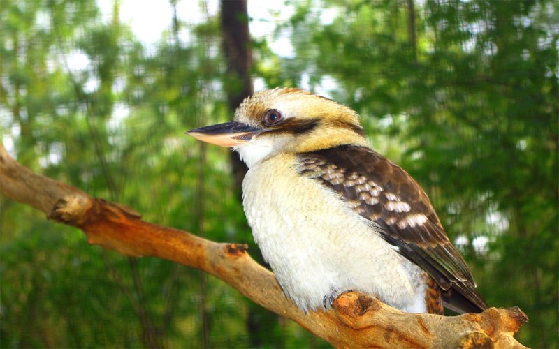 A Bird Watcher's Guide to the Mornington Peninsula